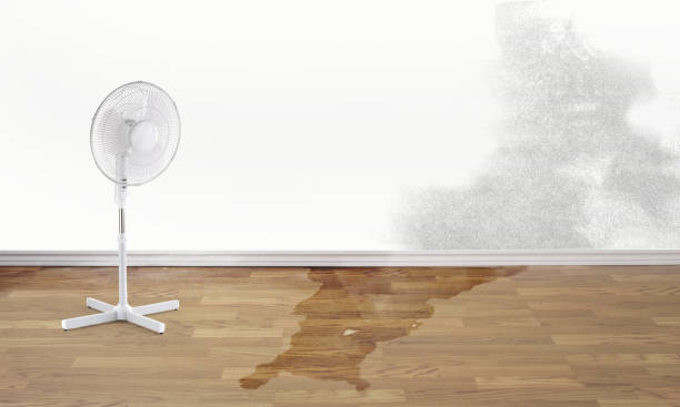 Best Water damage restoration experts  in Buchanan, NY